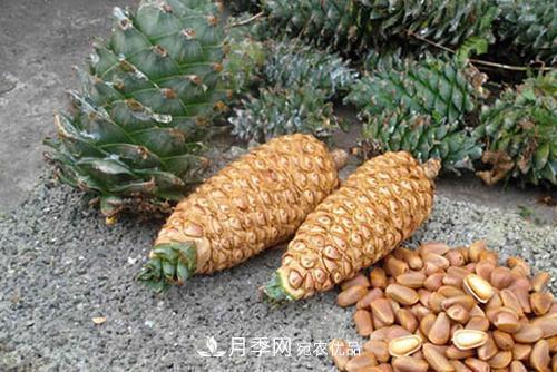 9月又到換盆時(shí)，盆里加點(diǎn)“特殊料”，怎么養都爆盆(圖3)