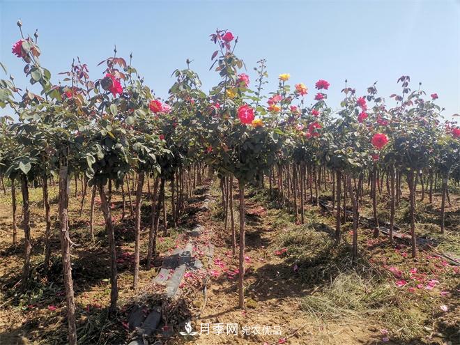 河北樹(shù)狀月季批發(fā)基地，品種月季產(chǎn)地直供價(jià)格表(圖1)