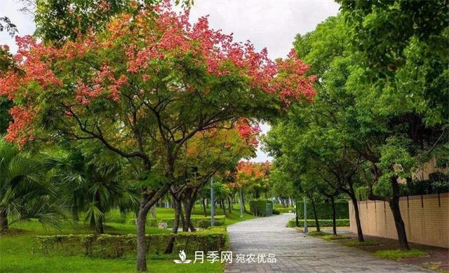 欒樹(shù)的日常種植養護，你做到位了嗎？(圖1)
