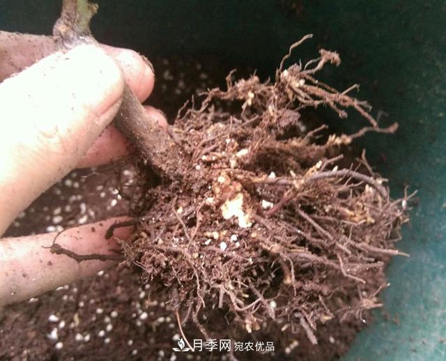 月季花的根系越養越差，難道是因為不會(huì )養？(圖1)