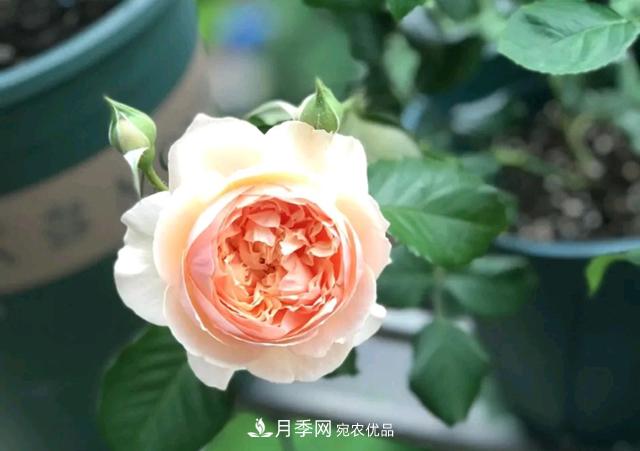 月季花的根系越養越差，難道是因為不會(huì )養？(圖2)