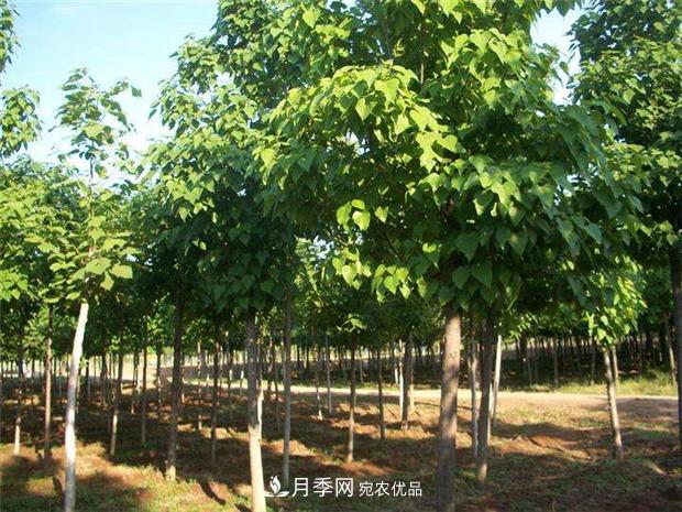 看木王楸樹(shù)的歷史，南陽(yáng)楸樹(shù)苗木基地供應(圖1)