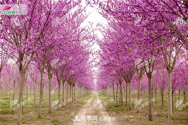 四季春1號，河南鄢陵巨紫荊樹(shù)為北方城市添彩(圖1)