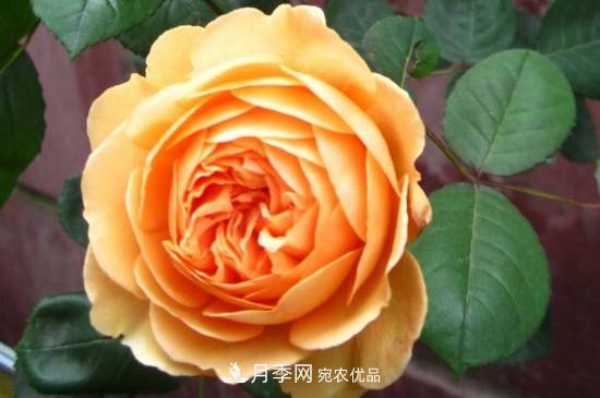 歐月月季有哪些必買(mǎi)品種(圖1)