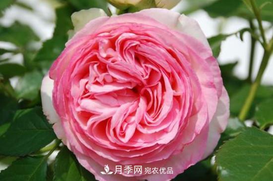 歐月月季有哪些必買(mǎi)品種(圖2)