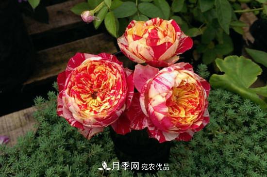 歐月月季有哪些必買(mǎi)品種(圖3)