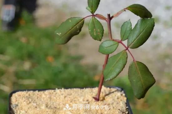 月季花的扦插養殖方法(圖1)