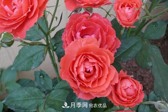 月季花的扦插養殖方法(圖2)