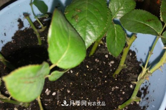 月季花的扦插養殖方法(圖3)
