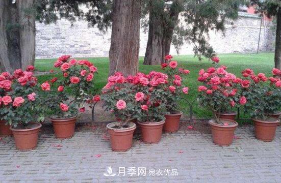 新買(mǎi)的月季花怎么盆栽，4個(gè)步驟養出嬌嫩美艷的月季花(圖2)