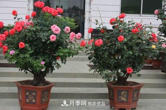 新買(mǎi)的月季花怎么盆栽，4個(gè)步驟養出嬌嫩美艷的月季花(圖1)