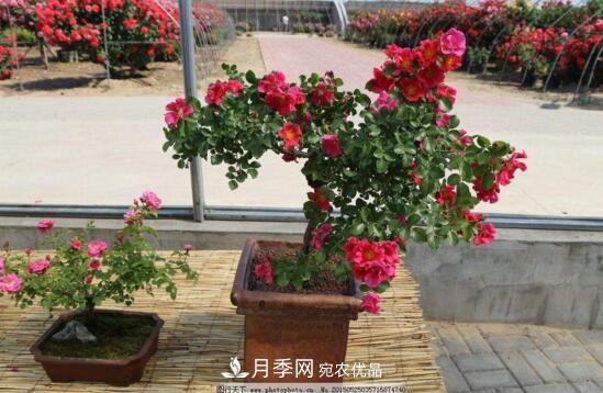 新買(mǎi)的月季花怎么盆栽，4個(gè)步驟養出嬌嫩美艷的月季花(圖3)