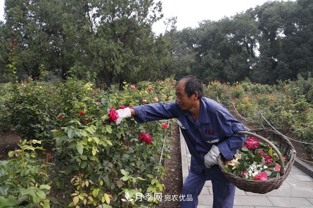 北京天壇公園國慶花壇亮相，萬(wàn)株月季節日迎客(圖2)
