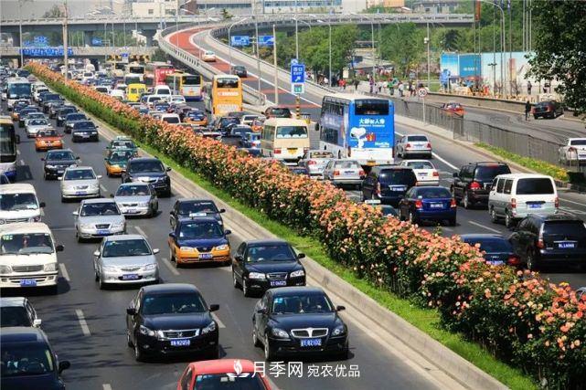 中國從月季大國走向月季強國還需邁過(guò)幾道坎(圖2)