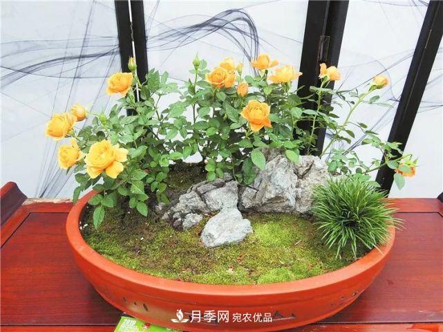 中國從月季大國走向月季強國還需邁過(guò)幾道坎(圖3)