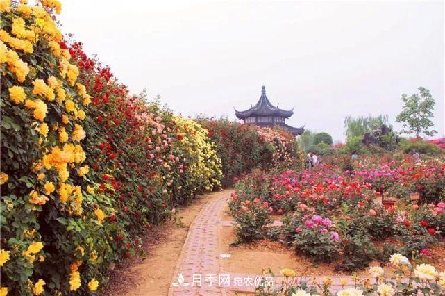 中國從月季大國走向月季強國還需邁過(guò)幾道坎(圖4)
