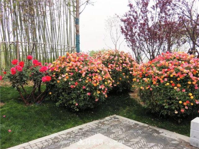 中國從月季大國走向月季強國還需邁過(guò)幾道坎(圖5)