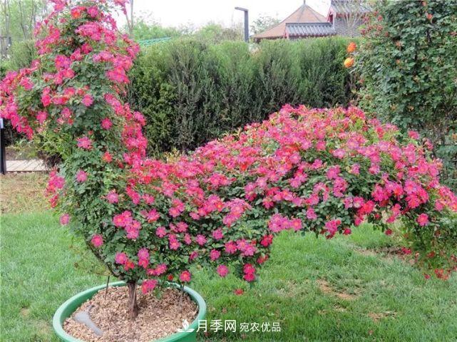 中國從月季大國走向月季強國還需邁過(guò)幾道坎(圖6)