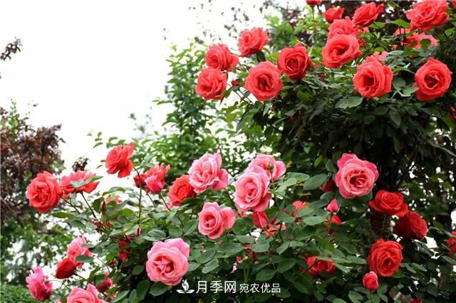 月季之都，陜西韓城市打造月季花海文化名城(相冊)(圖5)