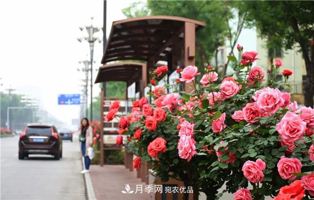 月季之都，陜西韓城市打造月季花海文化名城(相冊)(圖3)
