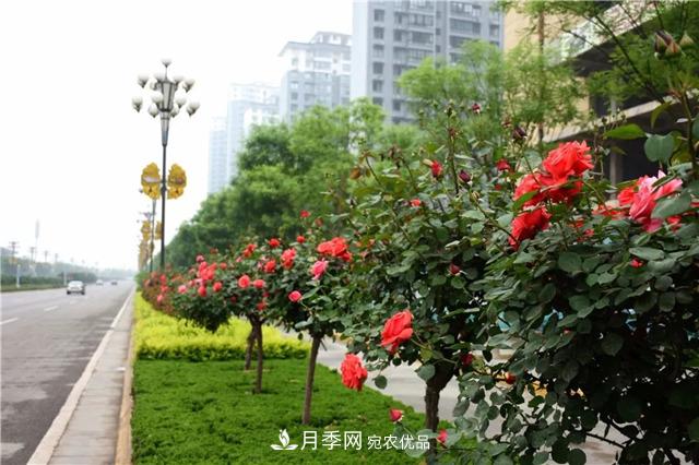 月季之都，陜西韓城市打造月季花海文化名城(相冊)(圖4)