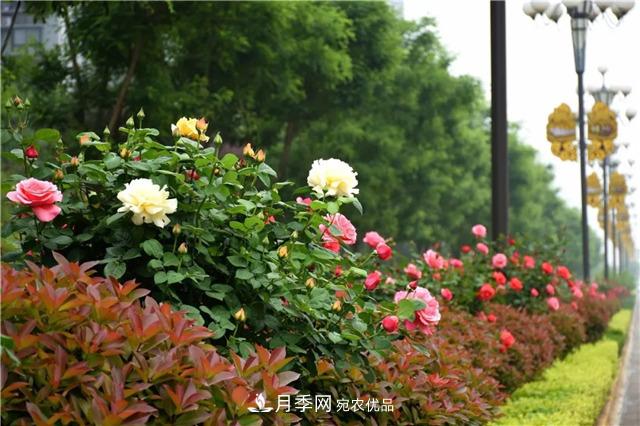 月季之都，陜西韓城市打造月季花海文化名城(相冊)(圖8)