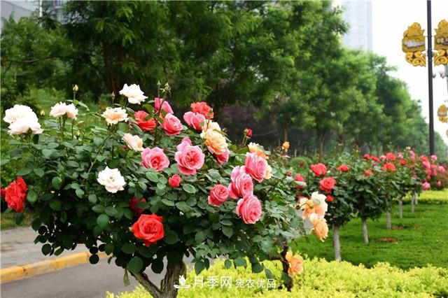 月季之都，陜西韓城市打造月季花海文化名城(相冊)(圖9)