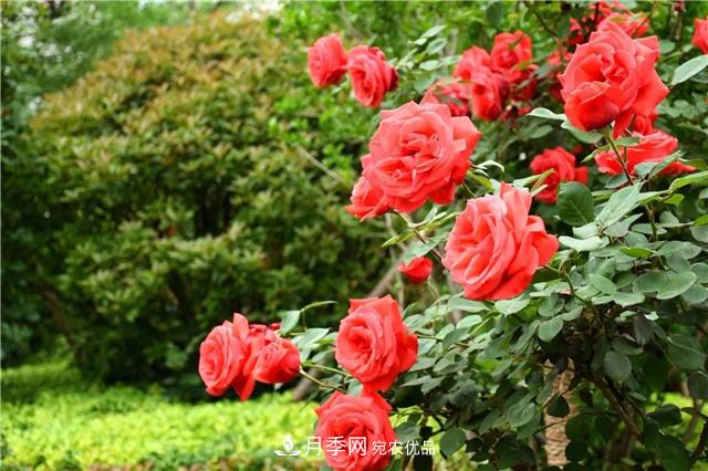 月季之都，陜西韓城市打造月季花海文化名城(相冊)(圖7)