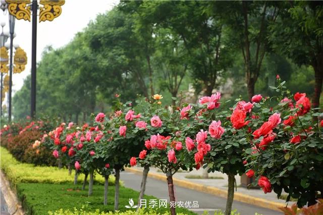 月季之都，陜西韓城市打造月季花海文化名城(相冊)(圖10)