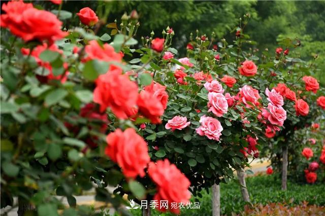 月季之都，陜西韓城市打造月季花海文化名城(相冊)(圖15)