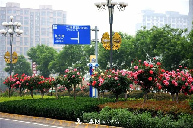 月季之都，陜西韓城市打造月季花海文化名城(相冊)(圖13)