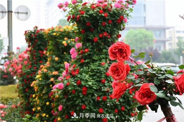 月季之都，陜西韓城市打造月季花海文化名城(相冊)(圖14)
