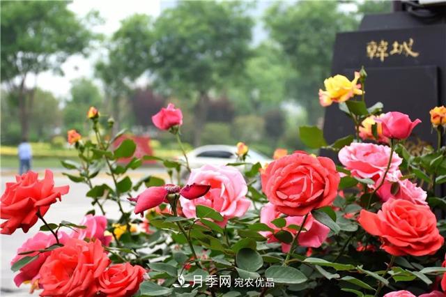 月季之都，陜西韓城市打造月季花海文化名城(相冊)(圖1)