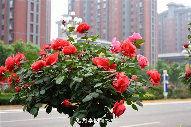 月季之都，陜西韓城市打造月季花海文化名城(相冊)(圖12)