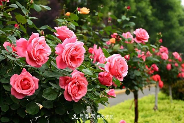 月季之都，陜西韓城市打造月季花海文化名城(相冊)(圖11)