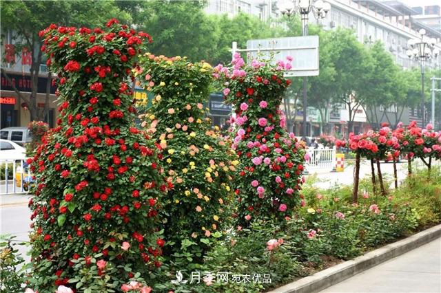 月季之都，陜西韓城市打造月季花海文化名城(相冊)(圖16)