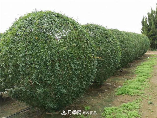 藤本造型月季有哪幾種？這8種潮流綠化造型超級火(圖4)