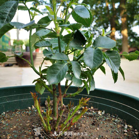 果汁陽(yáng)臺月季好養嗎，一年開(kāi)幾次花？(圖2)