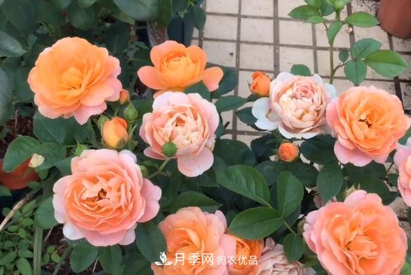 果汁陽(yáng)臺月季好養嗎，一年開(kāi)幾次花？(圖1)