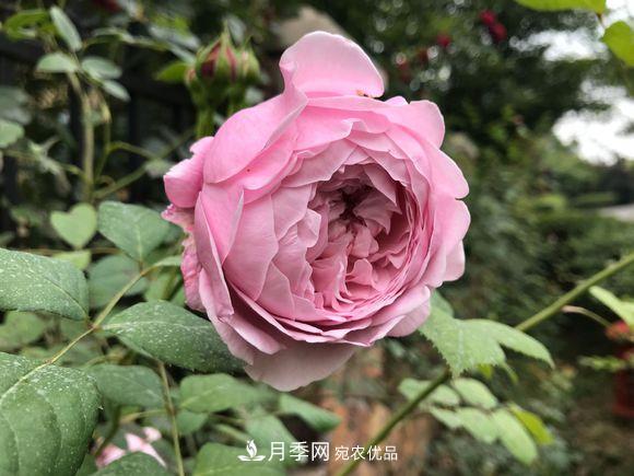 新買(mǎi)回來(lái)的月季小苗怎么處理？不要修剪(圖1)