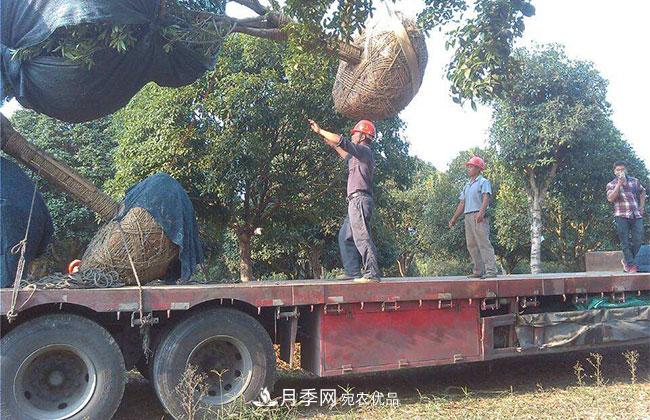 南陽(yáng)綠化苗木的裝車(chē)運輸技巧(圖1)
