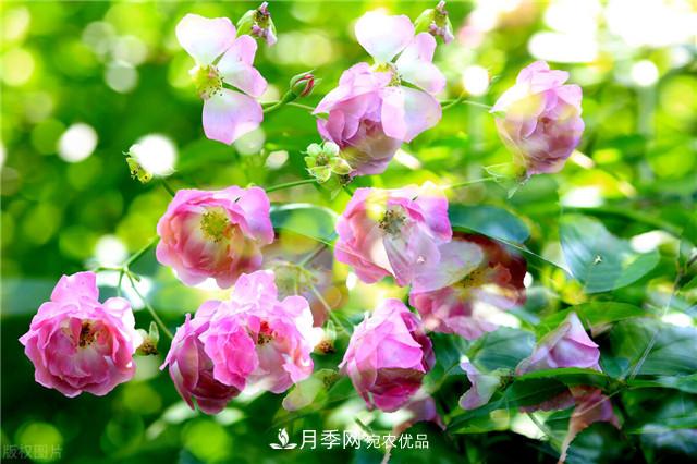秋天種月季要注意四個(gè)問(wèn)題，否則難養好(圖1)