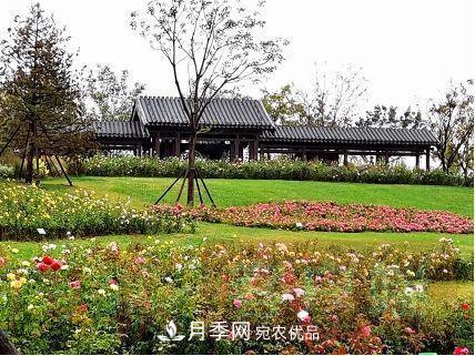 紀念南水北調南陽(yáng)深厚友誼，北京京宛友誼月季園開(kāi)園(圖3)