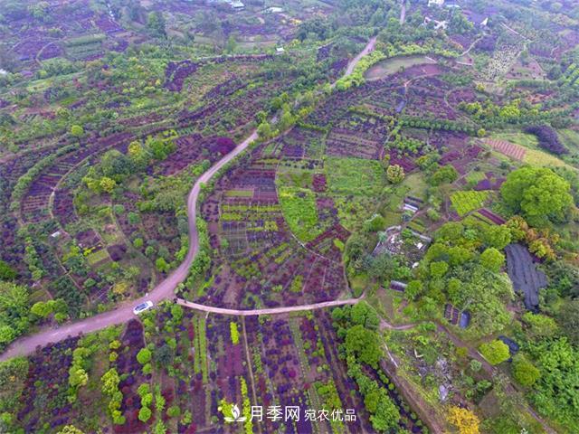 中國花木之鄉—重慶市北碚區靜觀(guān)鎮(圖1)
