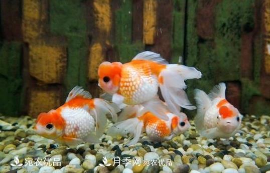 南陽(yáng)鎮平：中國金魚(yú)之鄉，中國錦鯉之鄉的觀(guān)賞魚(yú)養殖產(chǎn)業(yè)(圖1)