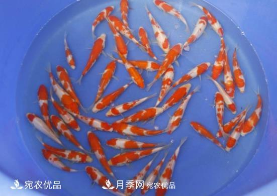 南陽(yáng)鎮平：中國金魚(yú)之鄉，中國錦鯉之鄉的觀(guān)賞魚(yú)養殖產(chǎn)業(yè)(圖3)