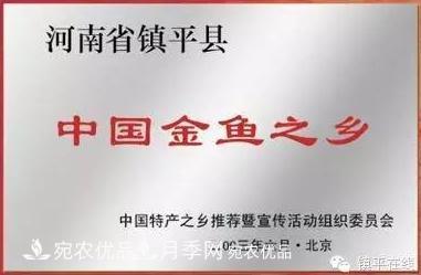 南陽(yáng)鎮平：中國金魚(yú)之鄉，中國錦鯉之鄉的觀(guān)賞魚(yú)養殖產(chǎn)業(yè)(圖2)