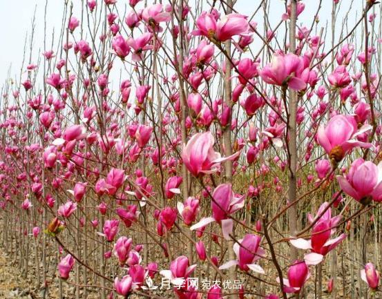 南陽(yáng)市創(chuàng  )建中藥材種植示范基地(圖1)