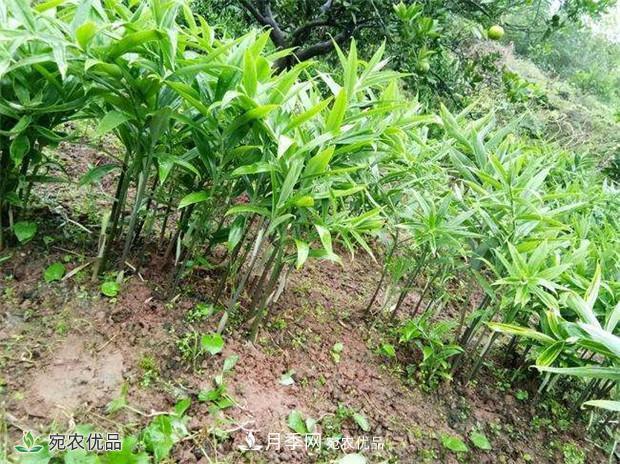 南陽(yáng)中藥材基地分享黃精種苗繁衍方法，繁育需要如何進(jìn)行(圖2)