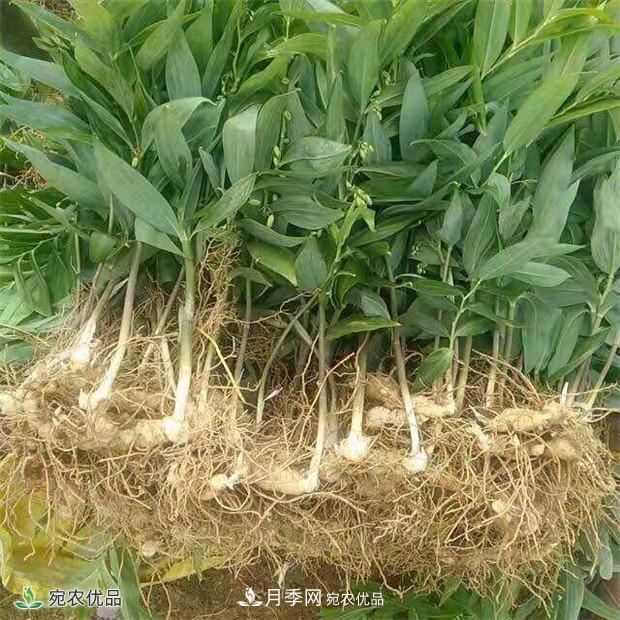 市場(chǎng)需求大，黃精種植效益分析，南陽(yáng)黃精種苗基地直銷(xiāo)價(jià)格(圖2)